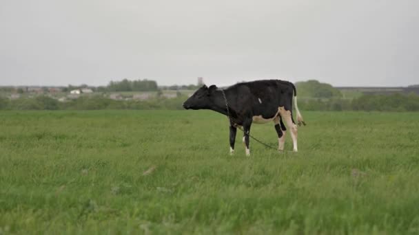 緑の芝生の上にチェーン放牧に結ばれた黒い若い子牛は 周りを見回し カメラに 彼の周りにハエがたくさんあり 彼は草を噛んでいる 背景はボケでぼやけている 夏の日 — ストック動画