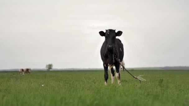 Svart Ung Kalv Knuten Till Kedjan Skruvar Grön Gräsmatta Och — Stockvideo