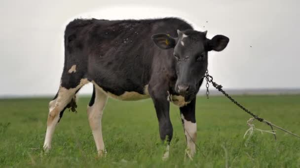 Black Young Calf Tied Chain Grazes Green Lawn Looks Camera — Stock Video