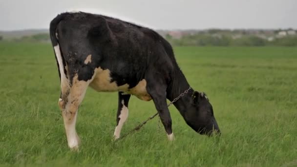 Jeune Veau Noir Attaché Chaîne Paît Sur Pelouse Verte Regarde — Video