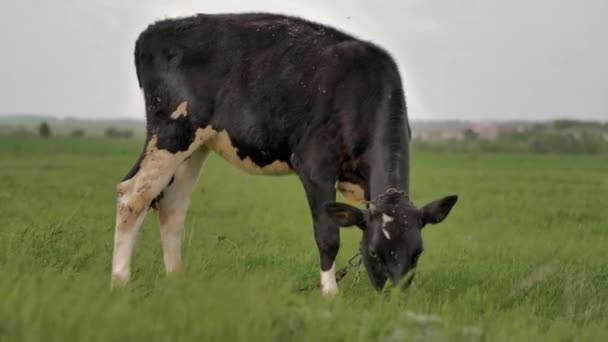 Zwarte Jonge Kalf Gebonden Aan Keten Schaafwonden Groen Gazon Kijkt — Stockvideo