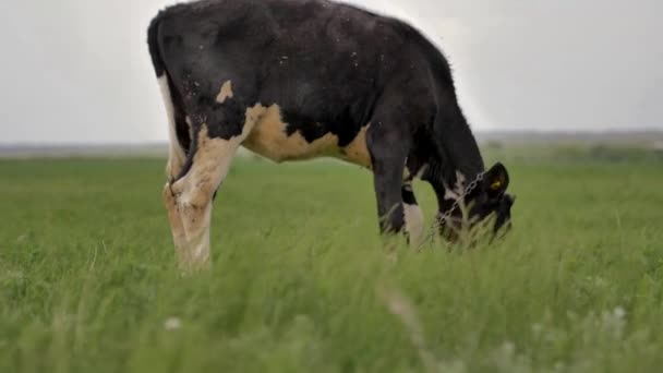緑の芝生の上にチェーン放牧に結ばれた黒い若い子牛は 周りを見回し カメラに 彼の周りにハエがたくさんあり 彼は草を噛んでいる 背景はボケでぼやけている 夏の日 — ストック動画