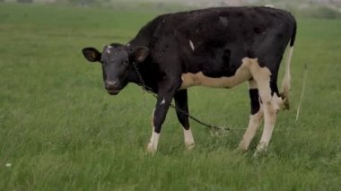 Siyah genç buzağı yeşil çim üzerinde zincir otlatma bağlı ve etrafında ve kamera içine bakar, etrafında sinekler çok vardır, o çim çiğneme, arka plan bokeh bulanık, yaz günü