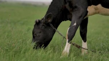 Siyah genç buzağı yeşil çim üzerinde zincir otlatma bağlı ve etrafında ve kamera içine bakar, etrafında sinekler çok vardır, o çim çiğneme, arka plan bokeh bulanık, yaz günü