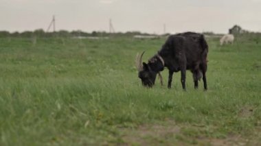 Bir halata bağlı siyah bir keçi yeşil bir çim üzerinde otlatılır ve kameraya bakar, çim çiğneme, arka planda beyaz bir keçi, bir yaz günü.