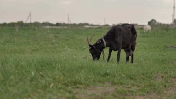 ロープに結ばれた黒いヤギは 緑の芝生の上に放牧され カメラを見て 草を噛んで 背景に白いヤギ 夏の日です — ストック動画