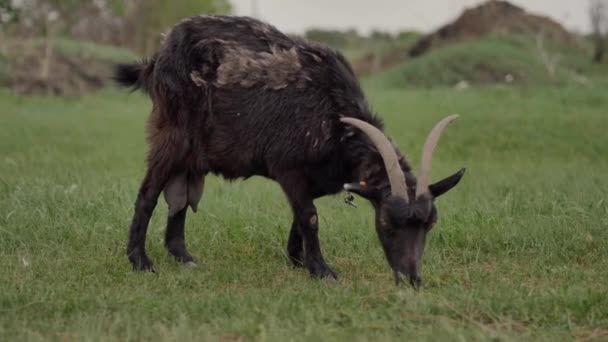 Black Goat Tied Rope Grazed Green Lawn Looks Camera Chewing — Stock Video