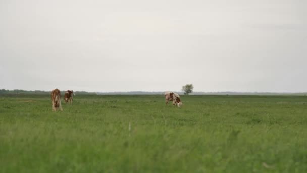 Trois Veaux Orange Paissent Sur Pelouse Verte Autour Eux Beaucoup — Video