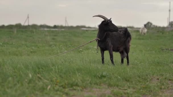 Černá Koza Přivázaná Laně Pasuje Zeleném Trávníku Dívá Kamery Žvýká — Stock video