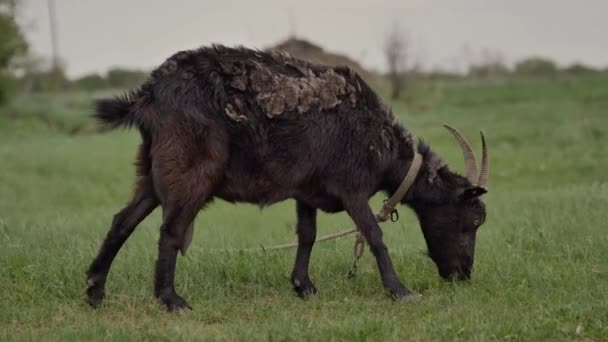 Czarna Koza Przywiązana Liny Jest Wypasana Zielonym Trawniku Patrzy Kamerę — Wideo stockowe