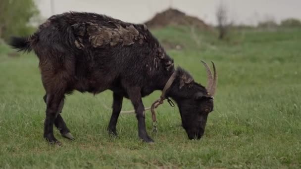 Uma Cabra Preta Amarrada Uma Corda Pastada Gramado Verde Olha — Vídeo de Stock