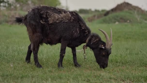 Una Cabra Negra Atada Una Cuerda Rasca Césped Verde Mira — Vídeos de Stock