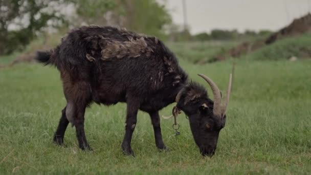 ロープに結ばれた黒いヤギは 緑の芝生の上に放牧され カメラを見て 草を噛んで 背景に白いヤギ 夏の日です — ストック動画