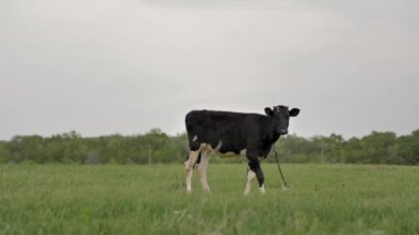 Siyah genç buzağı yeşil çim üzerinde zincir otlatma bağlı ve etrafında ve kamera içine bakar, etrafında sinekler çok vardır, o çim çiğneme, arka plan bokeh bulanık, yaz günü