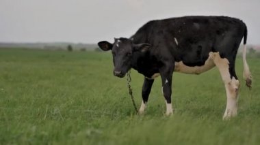 Siyah genç buzağı yeşil çim üzerinde zincir otlatma bağlı ve etrafında ve kamera içine bakar, etrafında sinekler çok vardır, o çim çiğneme, arka plan bokeh bulanık, yaz günü