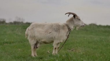 Bir halata bağlı beyaz bir keçi yeşil bir çim üzerinde otlatıyor ve etrafında ve kamera içine bakar, o çim çiğner, arka bokeh bulanık, yaz günü.