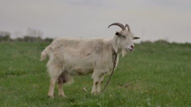 Bir halata bağlı beyaz bir keçi yeşil bir çim üzerinde otlatıyor ve etrafında ve kamera içine bakar, o çim çiğner, arka bokeh bulanık, yaz günü.