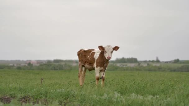 Veau Orange Attaché Aux Pâturages Chaîne Sur Pelouse Verte Regarde — Video