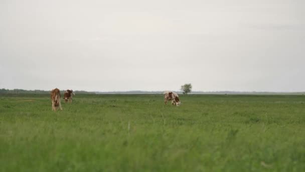 Three Orange Calves Graze Green Lawn Them Lot Flies Chew — Stock Video