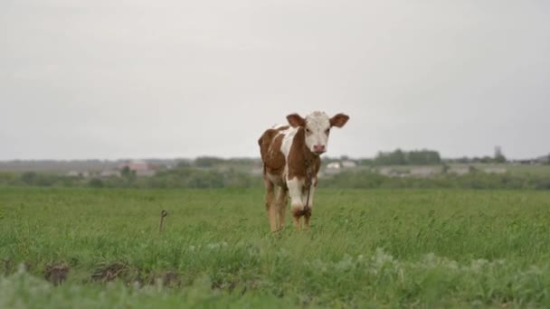 Turuncu Buzağı Yeşil Çim Üzerinde Zincir Otlatma Bağlı Etrafında Kamera — Stok video