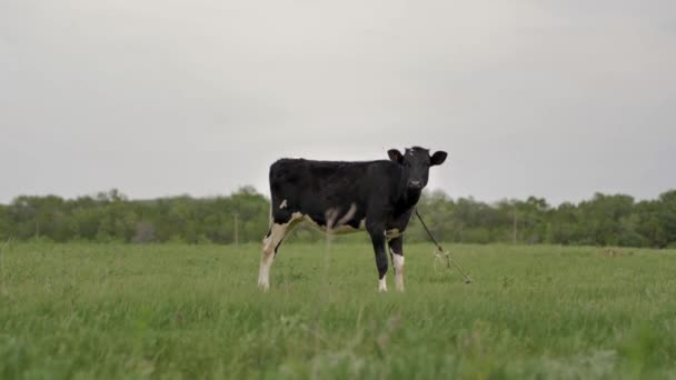 Schwarzes Junges Kalb Ketten Gebunden Weidet Auf Grünem Rasen Und — Stockvideo