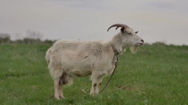 一只白山羊被绑在一根绳子上 在绿色的草坪上擦伤 环顾四周 走进相机 它咀嚼着草 背景在散景处模糊不清 夏天的一天 — 图库视频影像