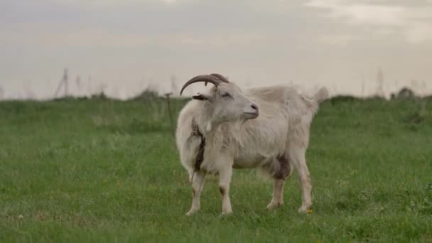 Uma Cabra Branca Amarrada Uma Corda Pastora Gramado Verde Olha — Vídeo de Stock