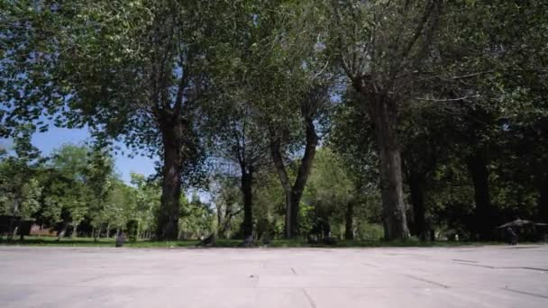 鸽子在公园里吃草和飞 总计划 — 图库视频影像