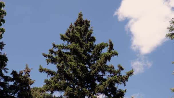 Tegen Achtergrond Van Blauwe Lucht Een Enorme Spreidende Sparren Zonnige Rechtenvrije Stockvideo