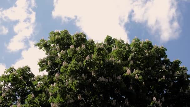 青空を背景に 広大な開花栗 夏の晴れた日 ストック映像