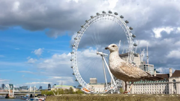 Gaviota Río Támesis Londres — Foto de Stock