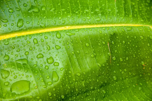 Nahaufnahme Von Wassertropfen Auf Einem Grünen Blatt Als Natürlicher Hintergrund — Stockfoto