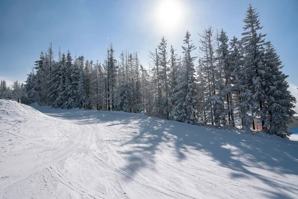 Bäume Mit Schnee Und Raureif Bedeckt — Stockfoto