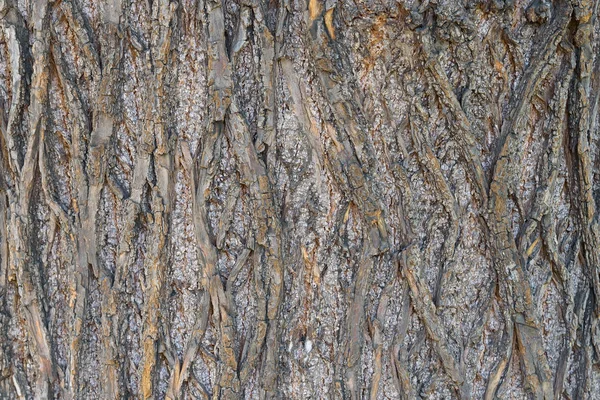 Fundo natural feito de casca de árvore — Fotografia de Stock