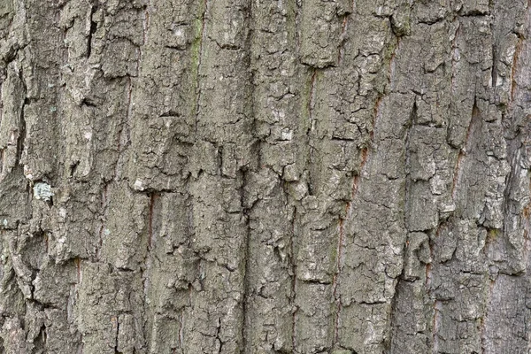 Naturalne tło z kory drzewa — Zdjęcie stockowe
