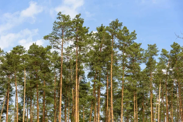 Vysoké borovice jako přirozené pozadí — Stock fotografie