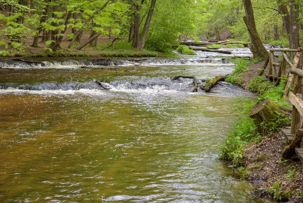 Tanew River i naturreservatet nad Tanwia — Stockfoto