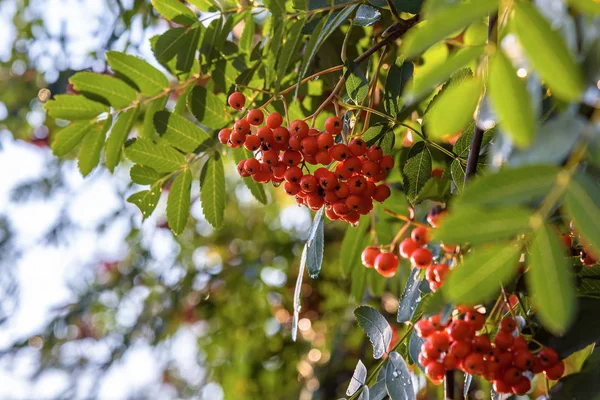 Sonbahar doğal arka plan olarak Rowan ağacının dalları — Stok fotoğraf