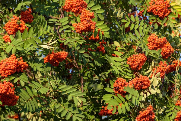 Sonbahar doğal arka plan olarak Rowan ağacının dalları — Stok fotoğraf