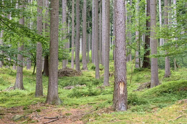 Floresta em Montanhas Gigantes na Polônia — Fotografia de Stock