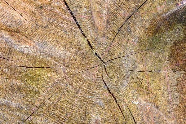 Background made of cut tree trunk — Stock Photo, Image