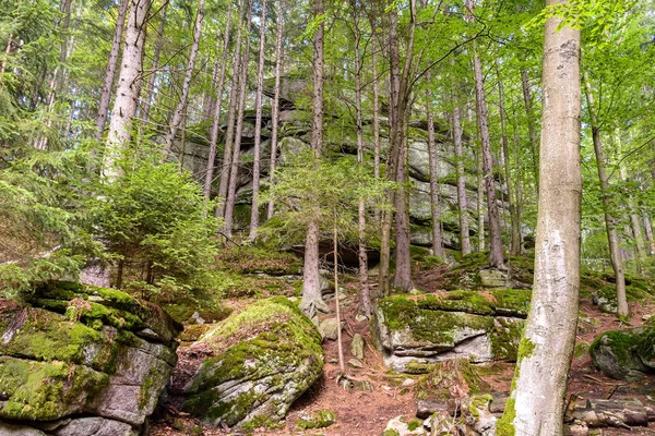 Enorme rotsen in een bos van Reuzengebergte — Stockfoto