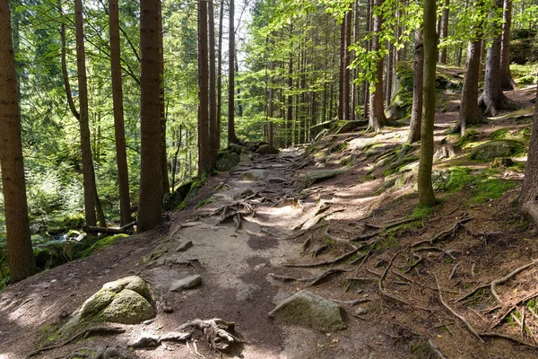 Bergpad in een bos in het Reuzengebergte — Stockfoto