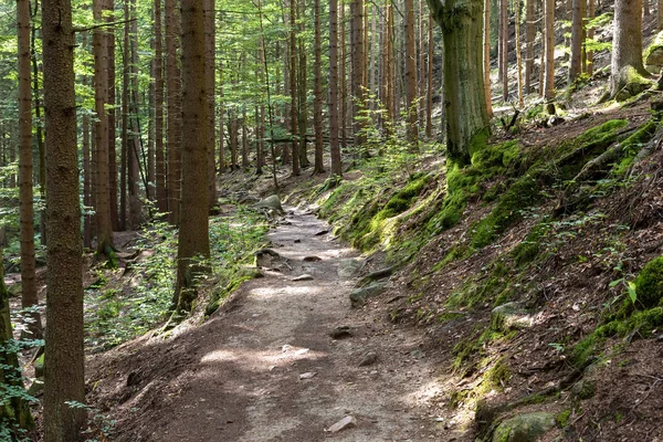 Bergpad in een bos in het Reuzengebergte — Stockfoto