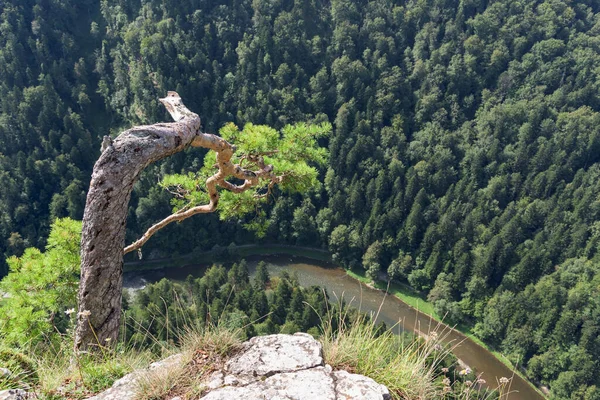 Slavná Borovice Vrcholu Hory Sokolica Nakloněná Rokli Dunajce Horách Pieniny — Stock fotografie