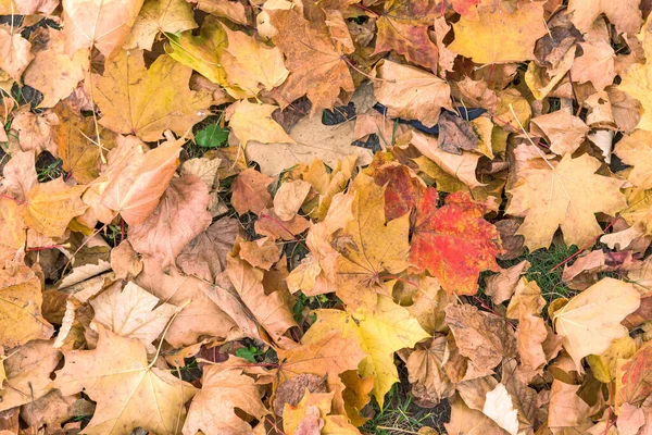 Colorful Autumn Leaves Grass Natural Background — Stock Photo, Image