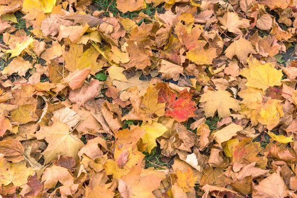 Colorful Autumn Leaves Grass Natural Background — Stock Photo, Image