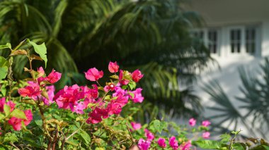                                Tropical plants on Contadora island in the Pacific ocean, archipelago Las Perlas, Panama              clipart