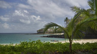                                 Contadora adasının sahilinde küçük bir palmiye ağacı, Pasifik okyanusunda takımada Las Perlas, Panama                              