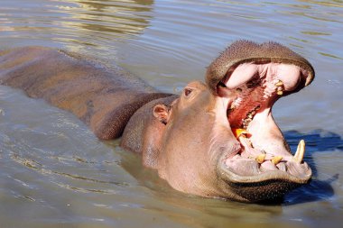Açık bir ağız ile suda Hippopotamus hayvanat bahçesinde çürük dişleri üzerinde bir kavun kabuklarını yiyor